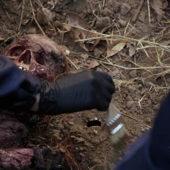 Bones Season 8 screenshot 7